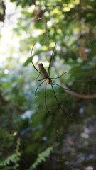 Spider in Australia