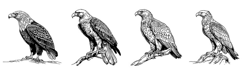 Naklejka premium set of silhouettes of eagles hanging on a tree. eagle standing. sketch style vector. isolated background