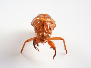 セミの抜け殻　白バックイメージ