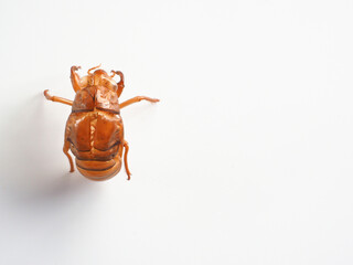 セミの抜け殻　白バックイメージ