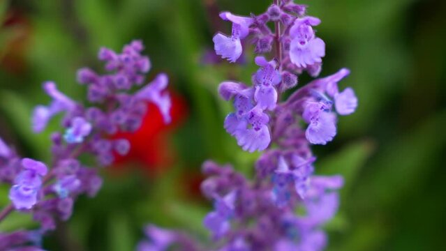 Close up to pretty purple catmint flowers while bee collects pollen and flies away
