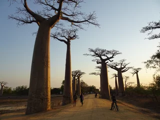 Foto op Canvas Baobab trees at sunset at the avenue of the baobabs in Morondava　(Madagascar) © marimos