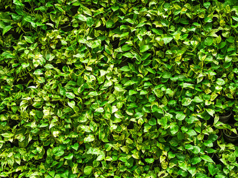 Epipremnum Aureum Growth Tree Background, Heart Shaped Leaves Vine Backdrop, Devil's Ivy Wall Green, Garden Hang, Ornamental Plants Park Frame, Golden pothos, Popular Foliage Rropical Houseplant.