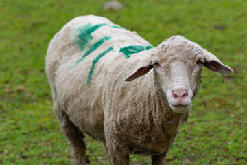 Sheep in Kashmir Mountains, India