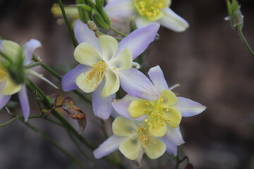 flowers in the garden