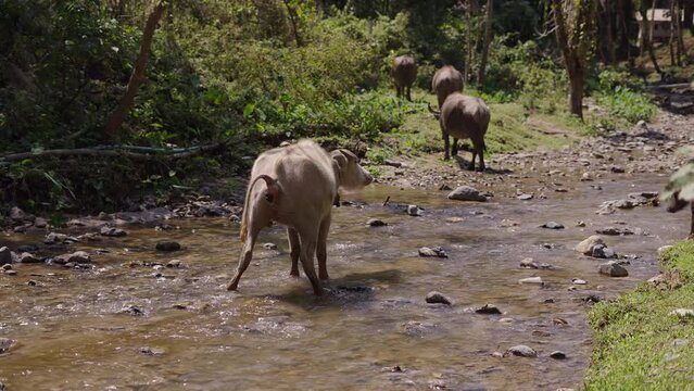 Bubalus bubalis herd crosses the river as the last one defecates