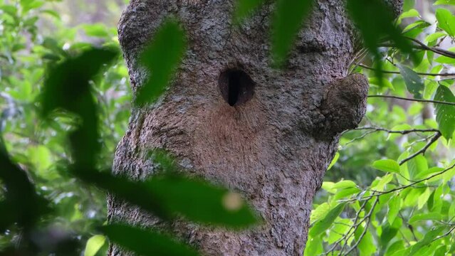A burrow waiting for bird to arrive as the camera zooms out then the bird seen flying behind the tree, White-throated Brown Hornbill Ptilolaemus austeni, Thailand.