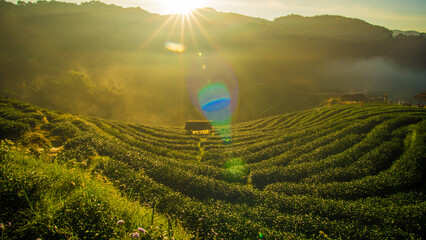 Green tea plantation field on mountain hiull morning sunrise with fog