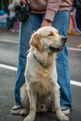 a golden retriever sitting on a leash in front of a woman