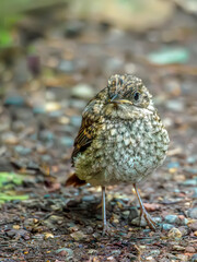 Chick of a tree pipit. Close-up portrait of bird