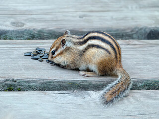 Fototapeta premium Chipmunk on a wooden deck. Close-up portrait of rodent