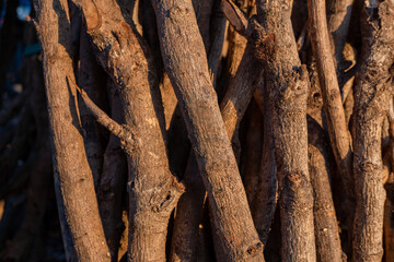 Lot of firewood on the mountain forest when sun rise coming. The photo is suitable to use for textured background and environmental poster content media.