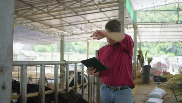 Tired male dairy farm farmer in red shirt using his computer tablet to check on his livestock status at his farm