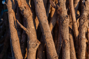 Lot of firewood on the mountain forest when sun rise coming. The photo is suitable to use for textured background and environmental poster content media.