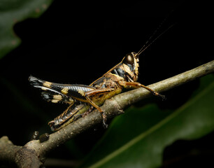 grasshopper on a branch