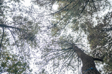Fototapeta premium Lot of brown Pinus sylvestris fruit on the pine forest camping ground. The photo is suitable to use for nature botanical background and content media