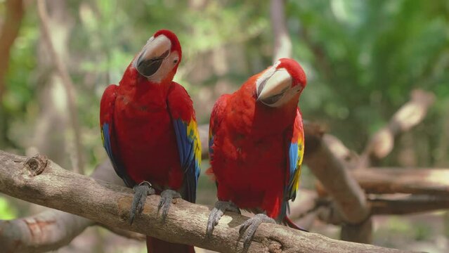 red and yellow macaw birds on branch
