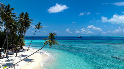 Fototapeta na wymiar Summer palm tree and Tropical beach with ocean blue background