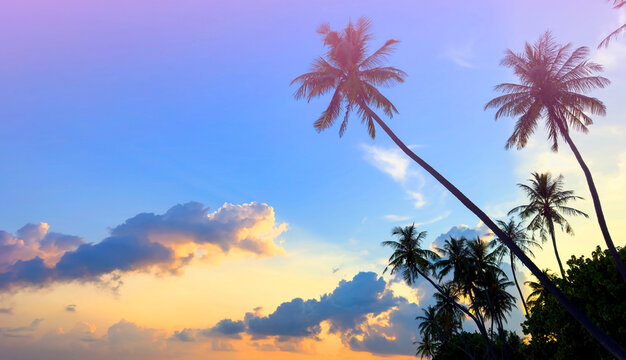 Summer tropical with colorful theme as palm trees on the beach background