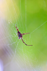The spider sits on a web on a green background.