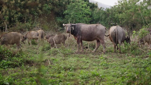 A herd of bubalus bubalis eating grass