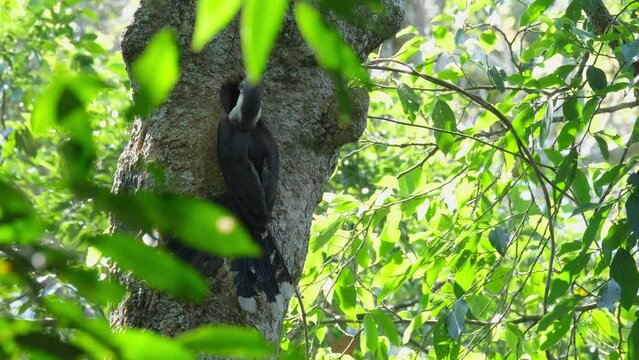An individual pushing its head in the burrow giving food to the female inside, White-throated Brown Hornbill Ptilolaemus austeni, Thailand.