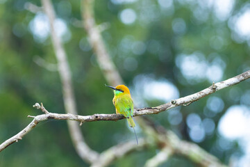 Green bee-eater in Karnataka, India
