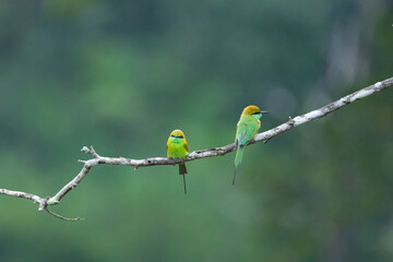 Green bee-eater in Karnataka, India