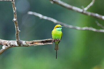 Green bee-eater in Karnataka, India