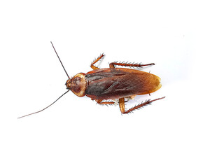 Dead cockroaches on white background2