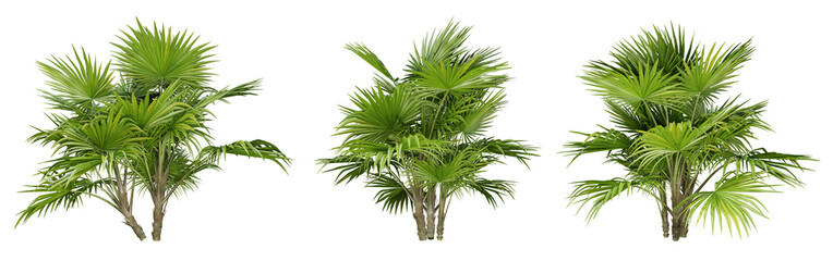 Chuniophoenix hainanensis palm tree on transparent background, png plant, 3d render illustration.