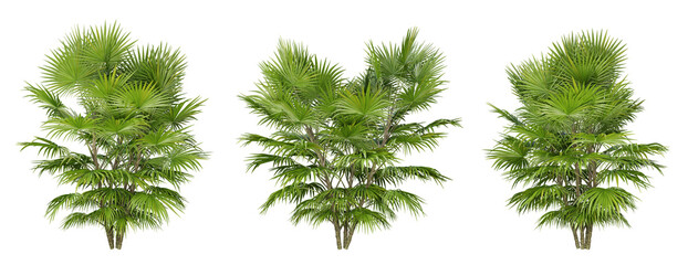 Chuniophoenix hainanensis palm tree on transparent background, png plant, 3d render illustration.