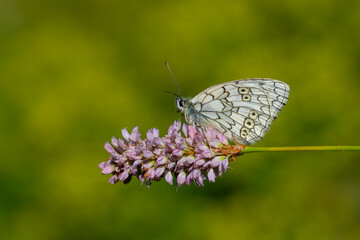 white big butterfly, Esper’s Marbled White, Melanargia russiae