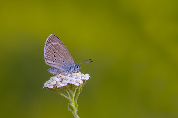 little blue butterfly, Mountain Alcon Blue, Phengaris rebeli