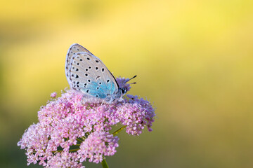 Fototapeta na wymiar blue butterfly on pink flower, Large Blue, Phengaris arion