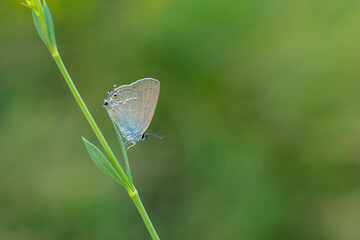 brown butterfly on leaf, Gerhard’s Black Hairstreak, Satyrium abdominalis