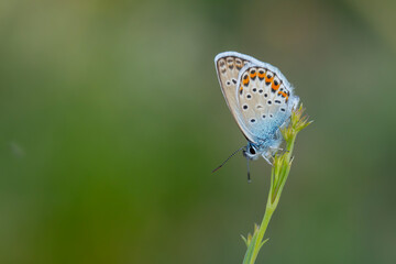 Fototapeta na wymiar green background and blue little butterfly