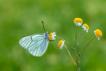 white butterfly on daisy, Black-veined White, Aporia crataegi
