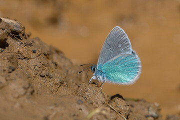 little blue butterfly picking up minerals on the ground, Green-Underside Blue, Glaucopsyche alexis