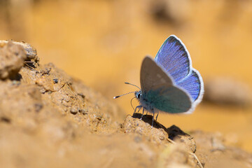 Fototapeta na wymiar little blue butterfly picking up minerals on the ground, Green-Underside Blue, Glaucopsyche alexis