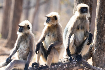 Gray langur monkeys in Kabini wildlife sanctuary