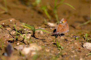 long-nosed butterfly picking up minerals on the ground, European Beak, Libythea celtis