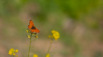 red butterfly on yellow flower