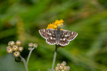 brown butterfly on yellow flower
