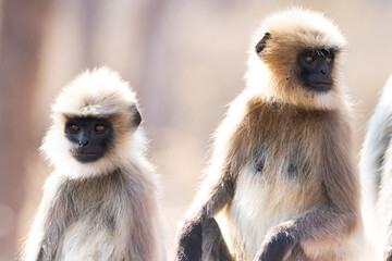 Gray langur monkeys in Kabini wildlife sanctuary