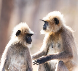 Gray langur monkeys in Kabini wildlife sanctuary