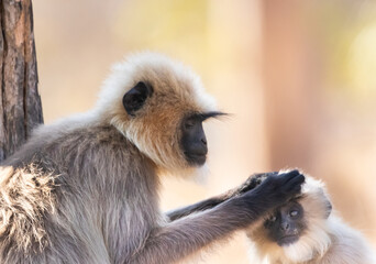 Gray langur monkeys in Kabini wildlife sanctuary