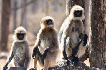 Gray langur monkeys in Kabini wildlife sanctuary