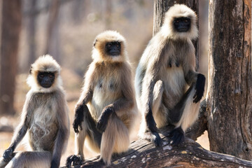 Gray langur monkeys in Kabini wildlife sanctuary
