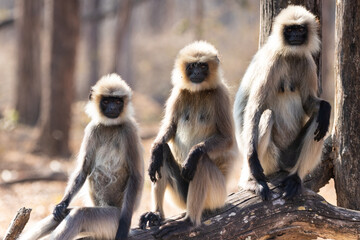 Gray langur monkeys in Kabini wildlife sanctuary
